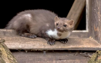 beech-marten-resting-in-window-sill-2026-01-09-01-20-28-utc