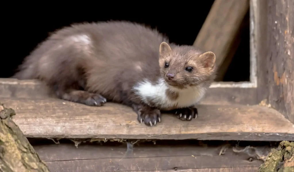 beech-marten-resting-in-window-sill-2026-01-09-01-20-28-utc