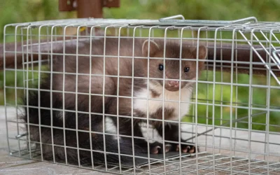 closeup-of-a-cute-beech-marten-martes-foina-in-a-2026-01-08-00-28-11-utc