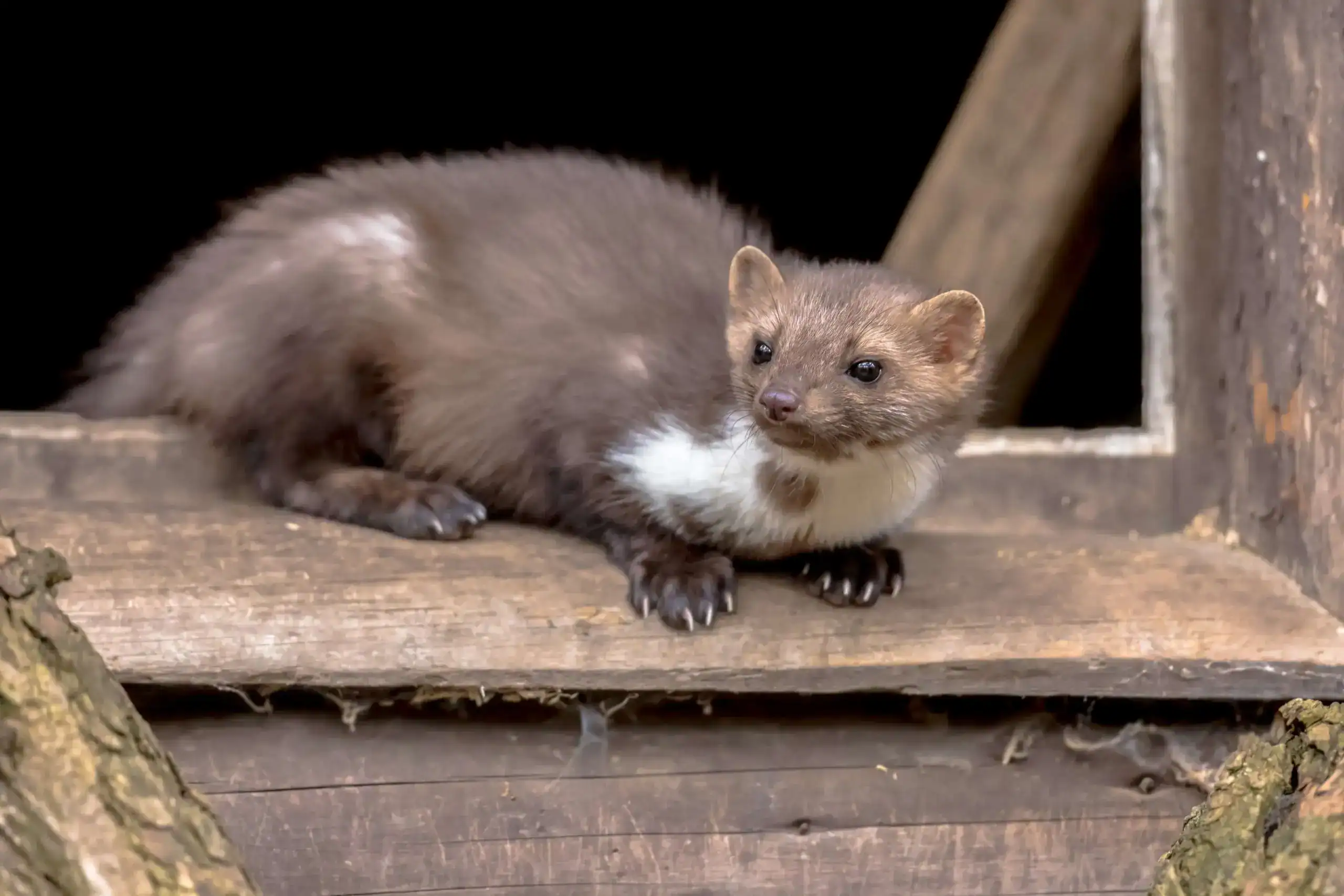 beech-marten-resting-in-window-sill-2026-01-09-01-20-28-utc