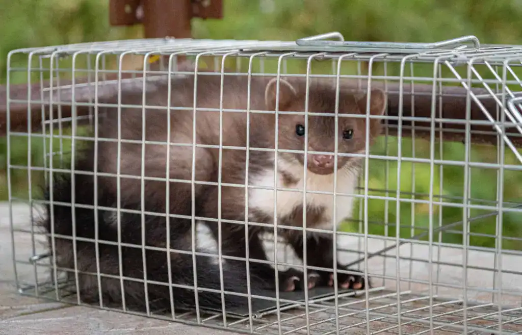 Steenmarter onder het dak? Zo voorkomt u enorme schade